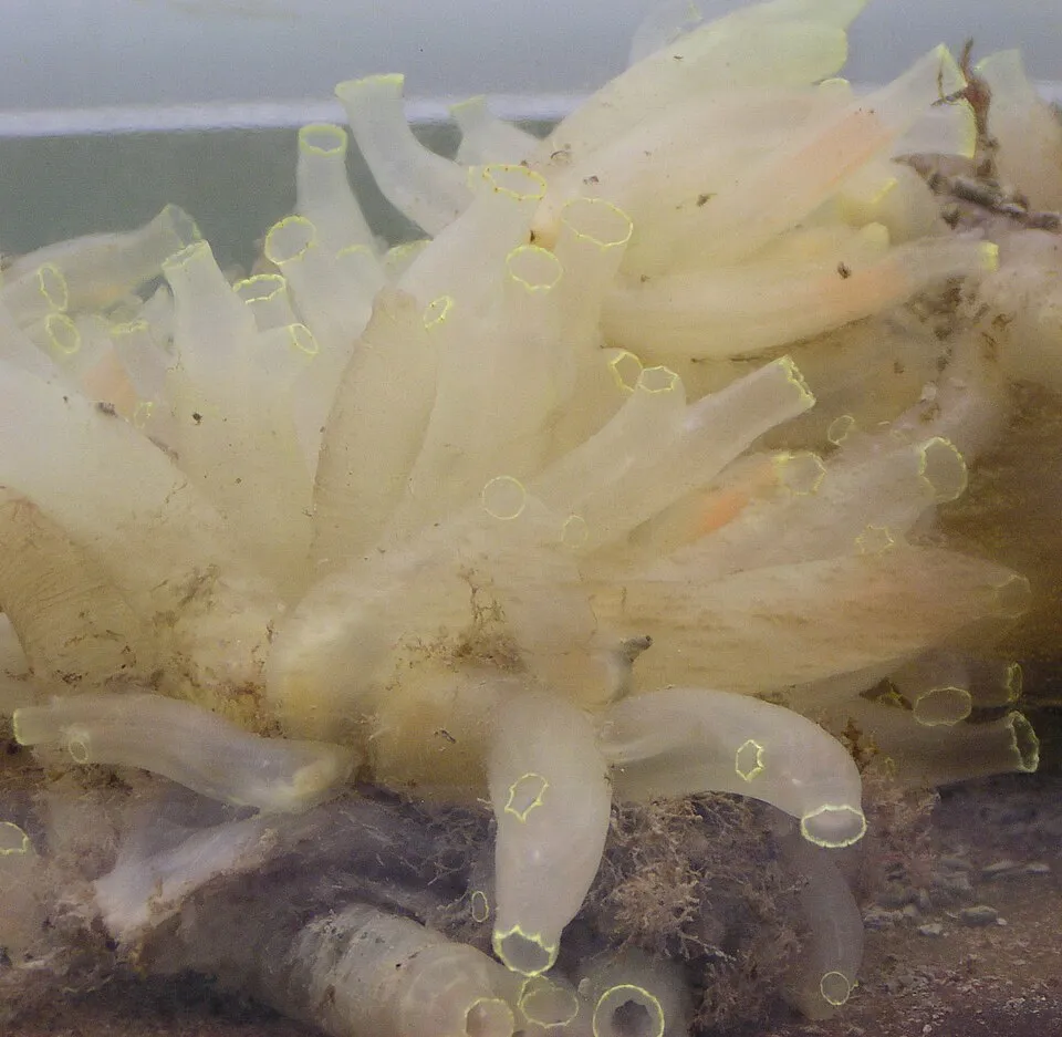 Ascídia Ciona intestinalis