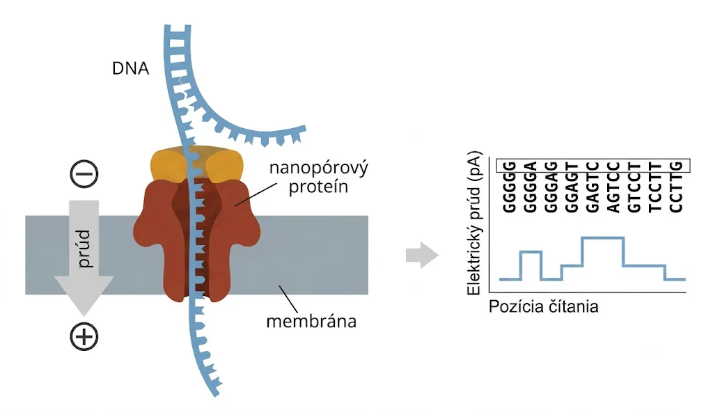 Zjednodušená schéma nanopórového sekvenovania