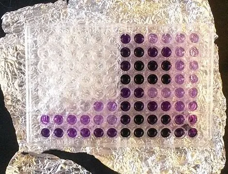 Meranie koncentrácie proteínov metódou BCA