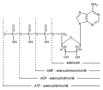 ATP