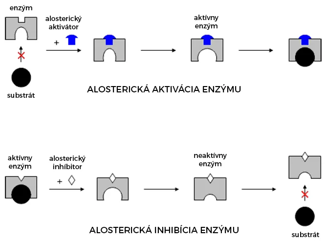 Alostetická aktivácia a inhibácia enzýmu