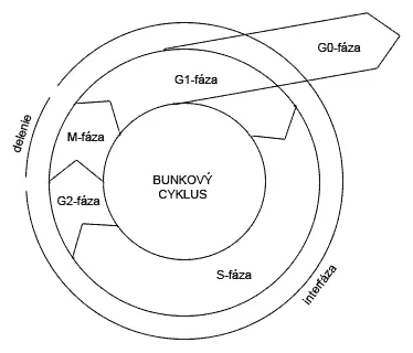 Bunkový cyklus
