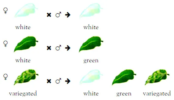 Mimojadrová dedičnosť Mirabilis jalapa