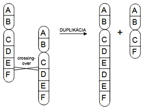 Schéma vzniku duplikácie (a delécie) cez nerovnomerný crossing-over