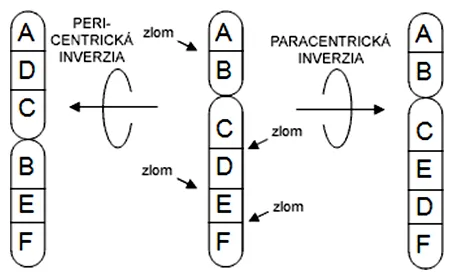 Schéma pericentrickej a paracentrickej inverzie