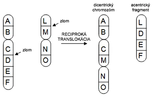 Schéma vzniku dicentrického chromozómu a acentrického fragmentu cez reciprokú translokáciu