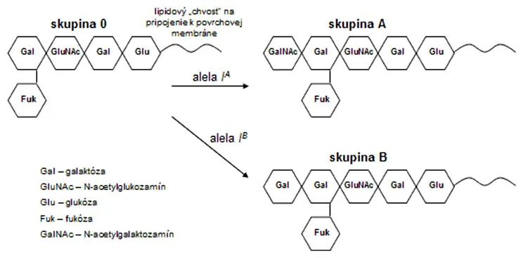 Zloženie antigénov krvných skupín AB0 systému u človeka