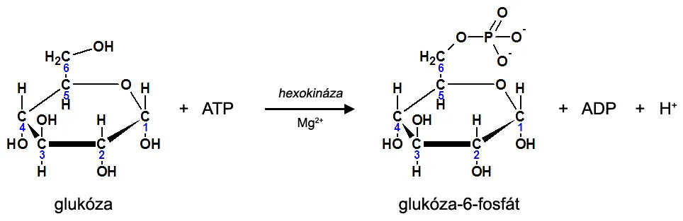 1. krok glykolýzy