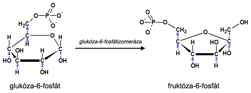 2. krok glykolýzy