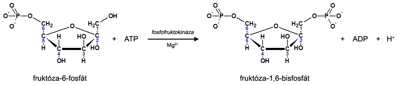 3. krok glykolýzy