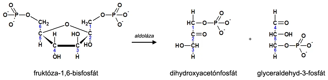 4. krok glykolýzy