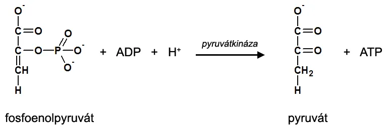 10. krok glykolýzy