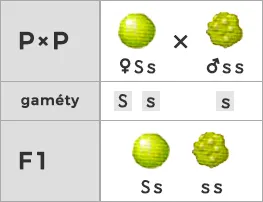 Spätné kríženie s recesívnym homozygotom (fenotyp - 1 : 1)