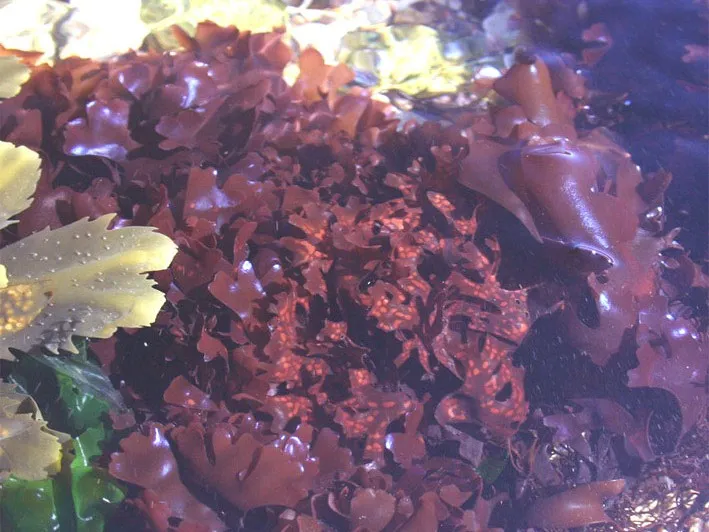 Chondrus crispus