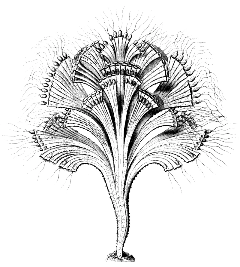 Rhipidodendron splendidum (schematické znázornenie stielky)