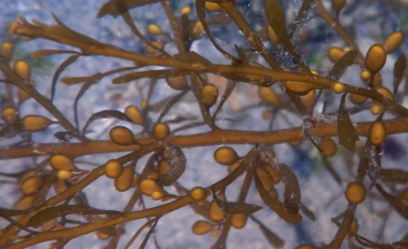 Sargassum