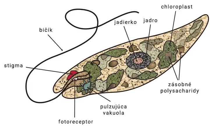 Stavba bunky euglény