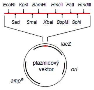 Vektory v molekulárnej biológii