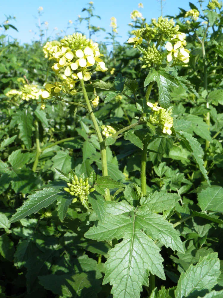 Horčica biela
