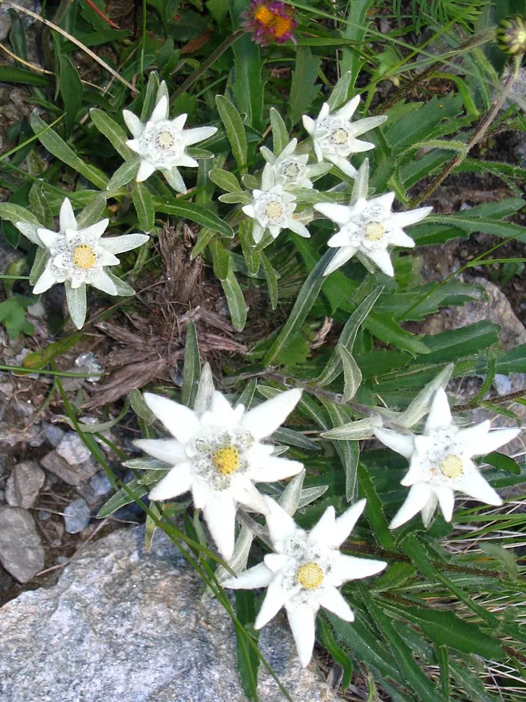 Plesnivec alpínsky